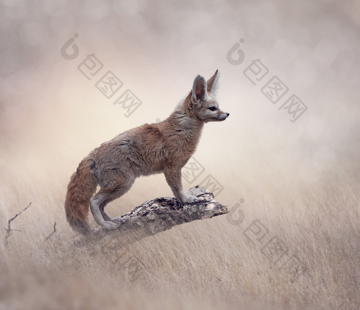 Fennec狐狸牲畜哺乳动物