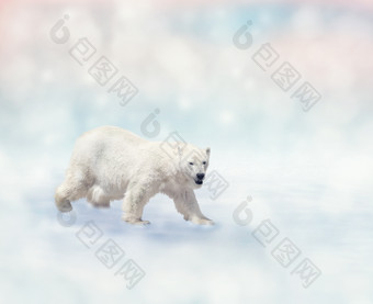 雪地里的北极熊摄影图