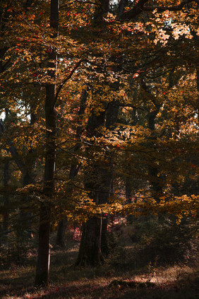秋季森林红球叶树木
