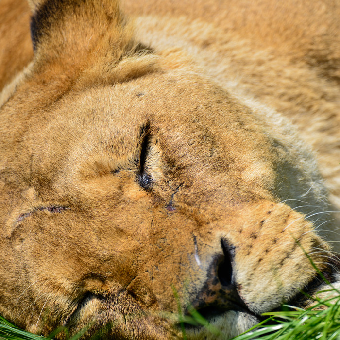 一只睡熟的野生动物图片