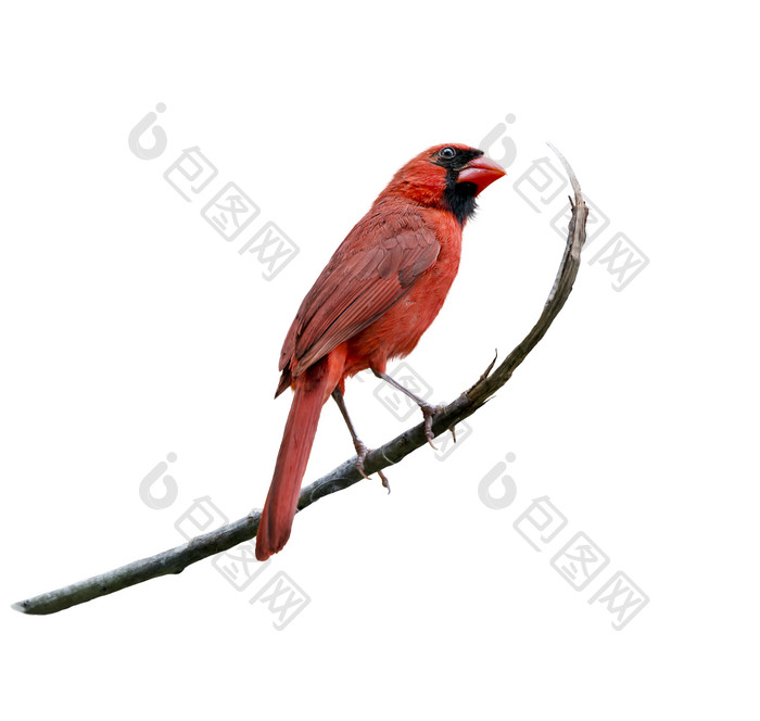 树枝上的红色可爱小鸟