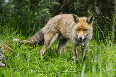 草地里的狐狸摄影图