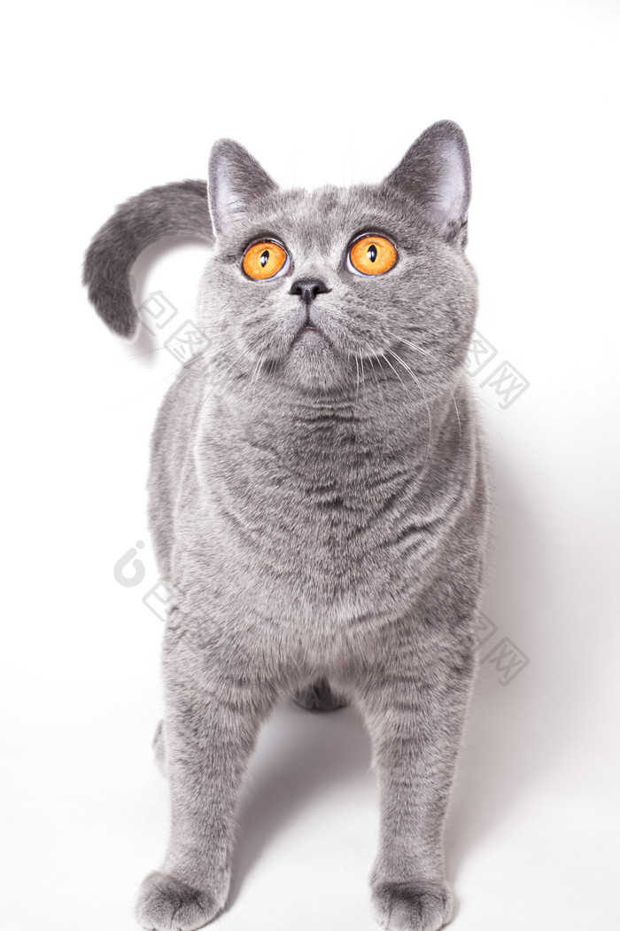 仰头看上方的灰色猫咪