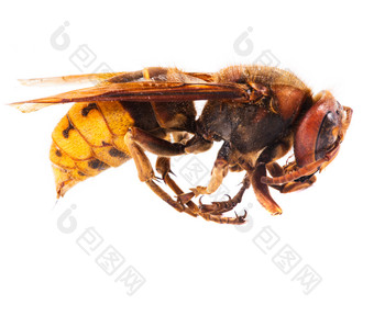 昆虫蜜蜂动物摄影图