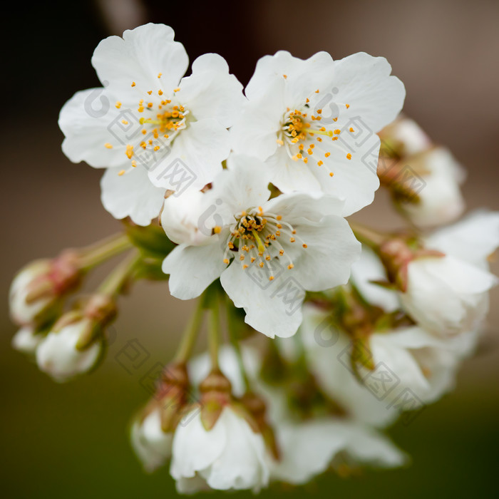 盛开的白色杏花花朵