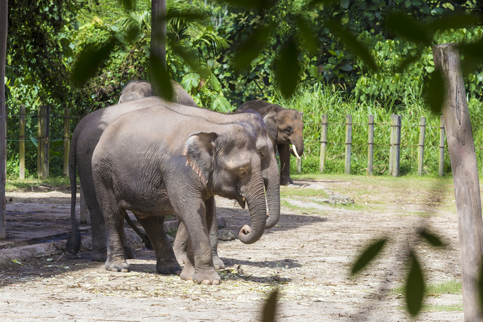 野生动物园大象摄影图