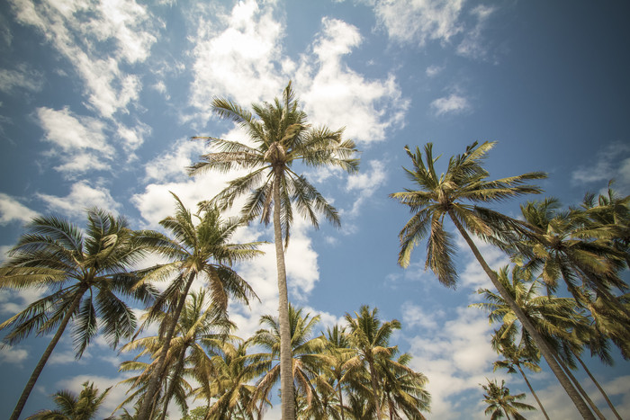 高大的椰树植物摄影图