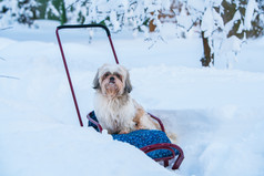 蓝色调在雪地中的狗摄影图