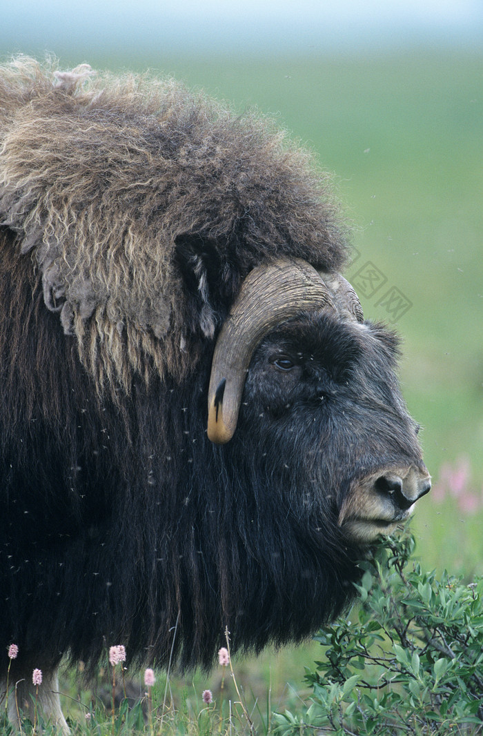 野生动物牦牛摄影图