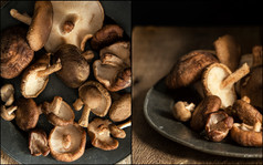 暗色调野生蘑菇摄影图