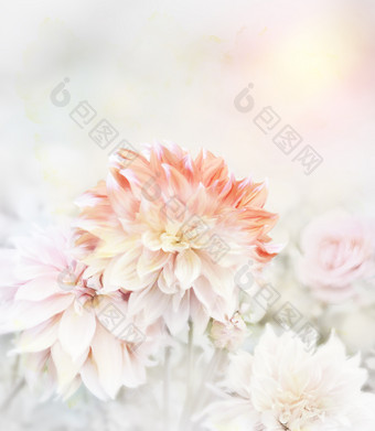 盛开的白色菊花花朵