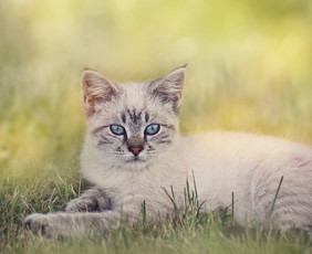 草地里幼小的小猫