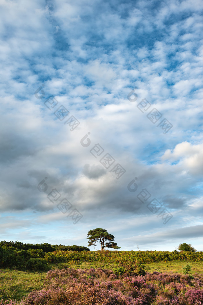 蓝天白云下的草地摄影图