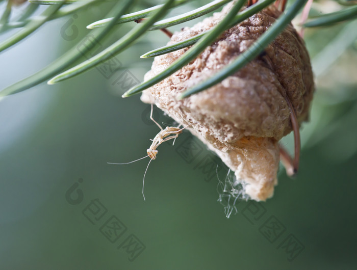 松树上的一只螳螂
