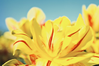 清新黄色花朵摄影图
