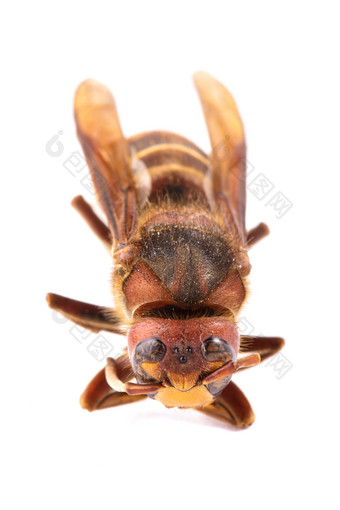 蜜蜂昆虫动物摄影图