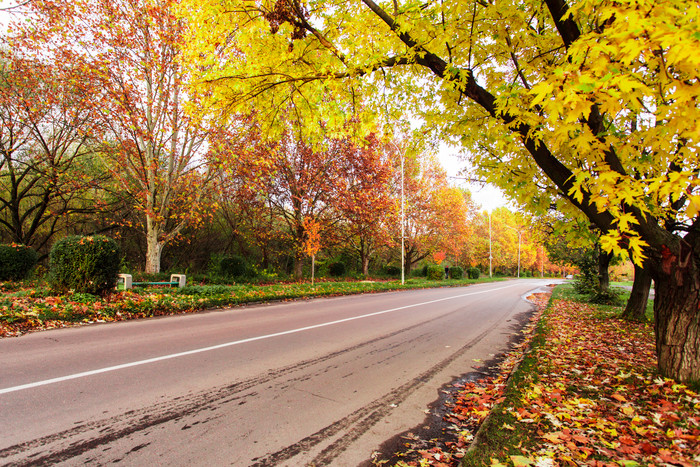 小路上的树木落叶摄影图
