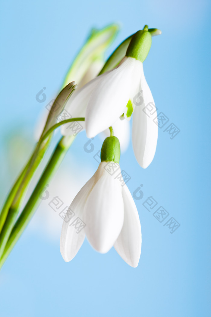 白色花朵花卉雪片莲