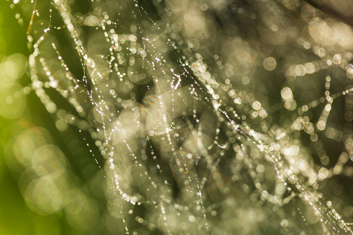 绿色调带雨滴的蜘蛛网摄影图