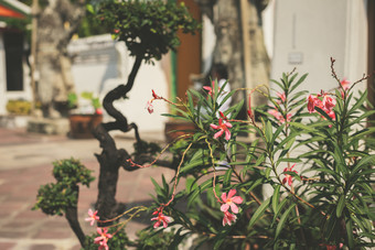 院子里的花草植物