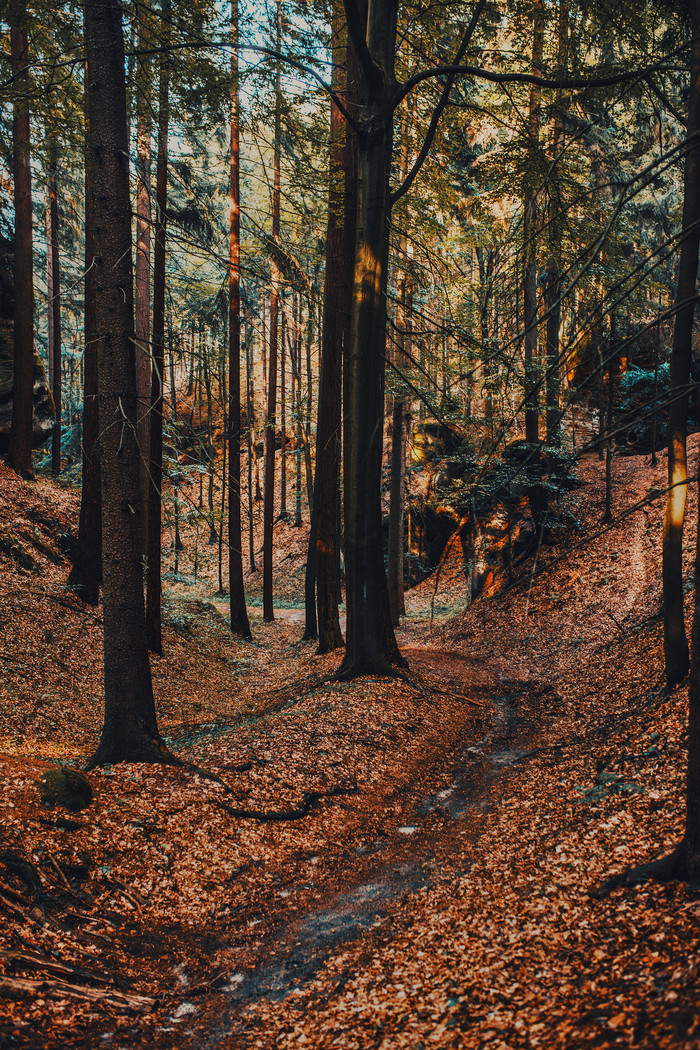 暗色调秋天的树林摄影图
