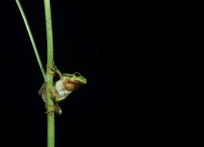 趴在草木上的青蛙摄影图