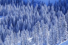 蓝色调雪后的树林摄影图