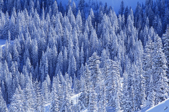 蓝色调雪后的树林<strong>摄影图</strong>