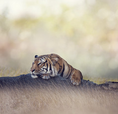 黑色花纹的老虎摄影图