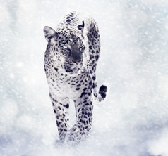 雪地上行走的雪豹