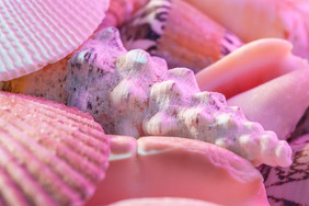 粉色的贝壳和海螺