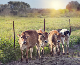 农村里一群幼小的小牛