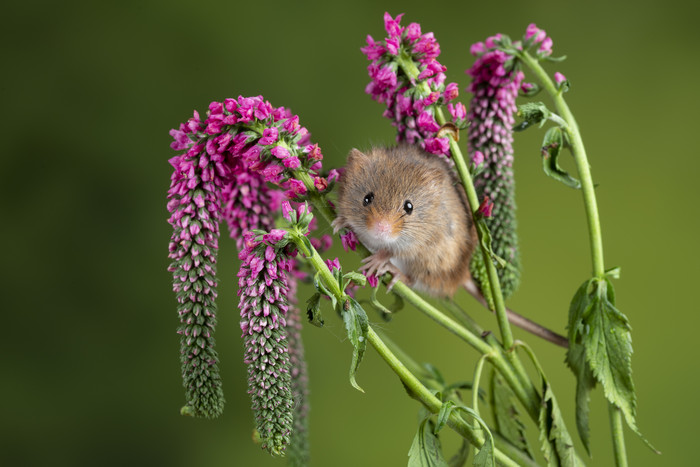 紫色小花和小老鼠