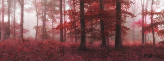 秋季红色枫林枫树