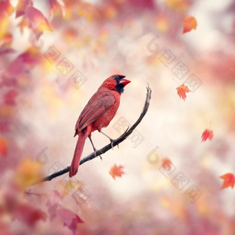 树枝上的红色<strong>小鸟</strong>