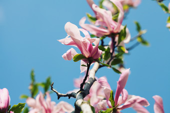 树枝上的<strong>花朵花枝</strong>