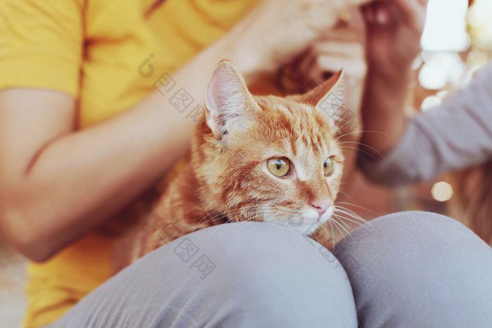 小猫趴在女人的大腿上