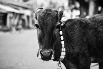 黑白风格牛摄影图