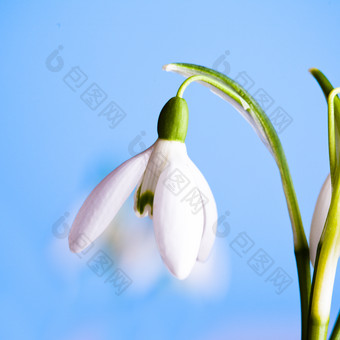 凋零的白色花朵雪片莲