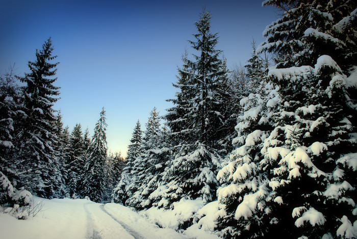 下过雪的松树林摄影图