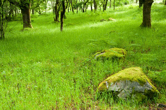 绿色调林中草地摄影图
