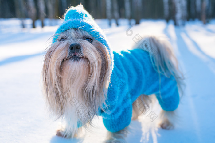 雪地里穿蓝色衣服的狗