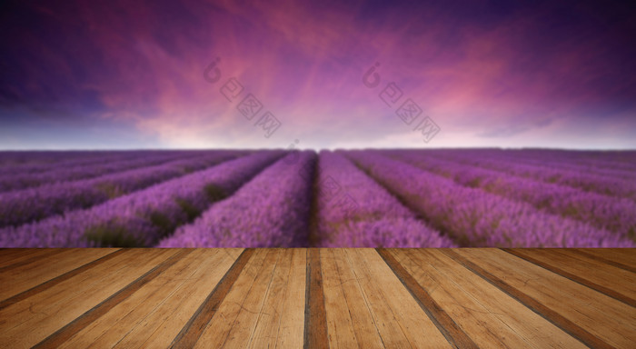 紫色调薰衣草摄影图