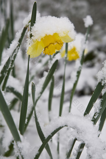 黄色花朵上的积雪