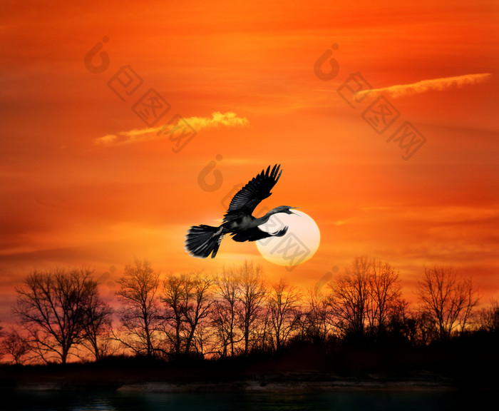 暗色调飞的鹰摄影图