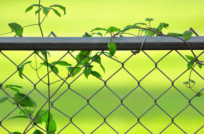 绿色调栏杆上的植物摄影图