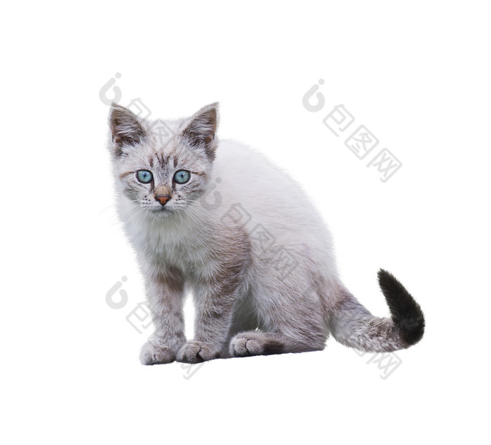 银白色的可爱小猫咪