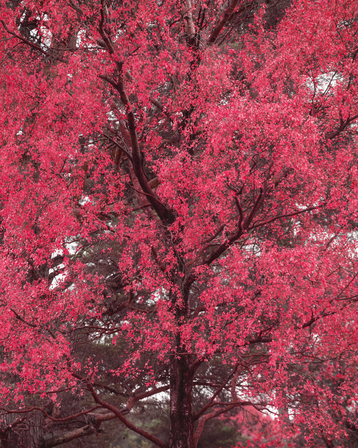 户外红色枫树植物