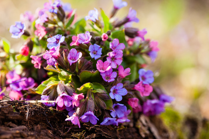 盛开的紫色小花花朵