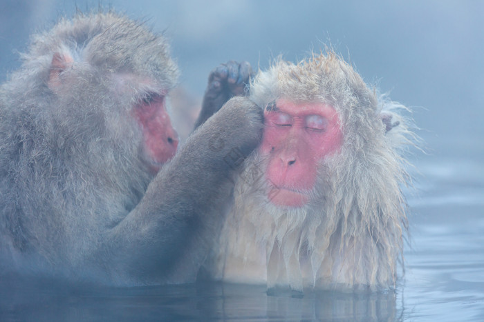 冬天泡温泉的猴子图片
